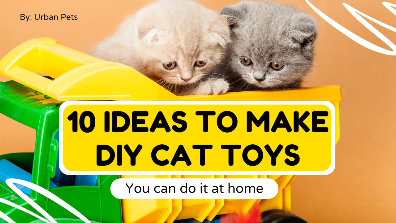 Diy Cat Toys Ening And Budget